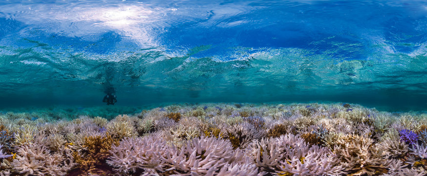 New Caledonia coral reef bleaching and fluorescing during a Global Bleaching Event, 360 and panorama