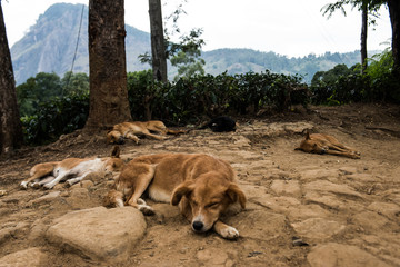 Dogs in Sri Lanka  © florian