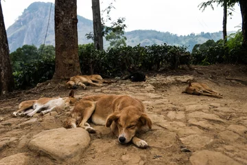 Fototapeten Känguru Dogs in Sri Lanka   © florian