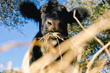 Cute cow eating hay on farm, rural animal lifestyle image. © ccestep8