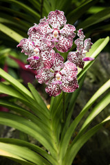Special Rare Orchid from Orchid Garden