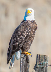Bald Eagle - 1