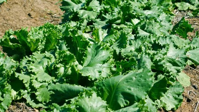 panning shot of green lettuce hydroponics vegetable farming