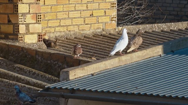 Truce on the roof. Doves are too much near of the lazzy cats resting at sun. When cat makes gesture of stretching, pigeon considers that's better not to tempt fate and decides to fly a little further