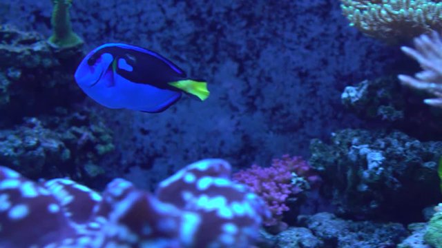 Tropical Fish in Corals. Paracanthurus hepatus.