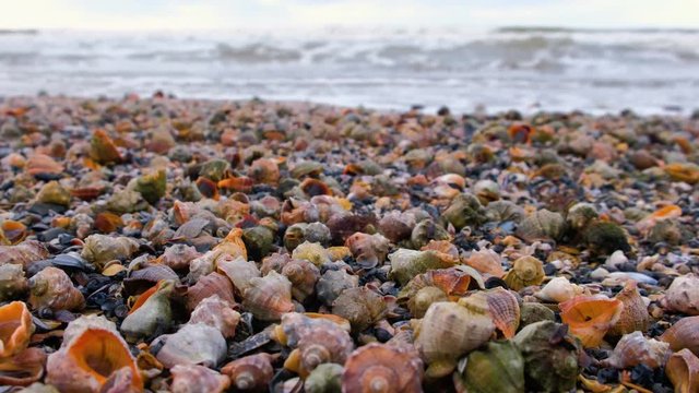 Many beautiful shells of rapan on the sand on the black sea coast. Close-up view with sea waves.