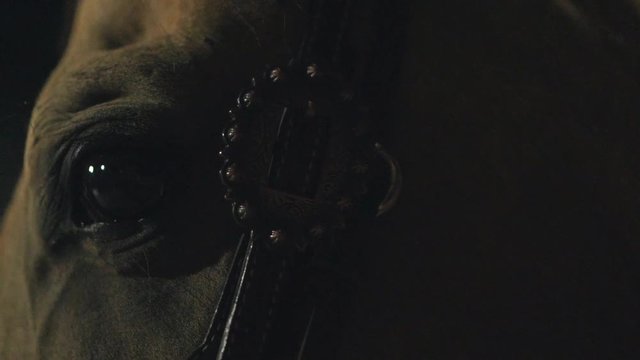 Horse eye close up