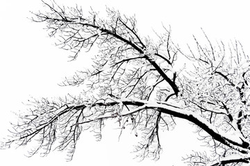 Fototapeta na wymiar Snowfall on tree