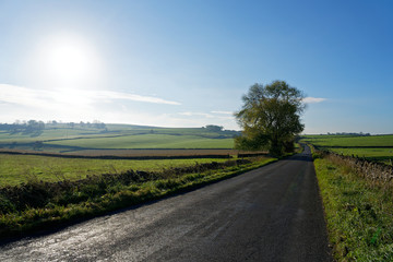 Fototapeta na wymiar イギリスの田舎道