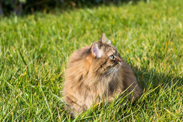 Naklejka na ściany i meble Siberian cat outdoor on the grass green, mackerel hair looking up