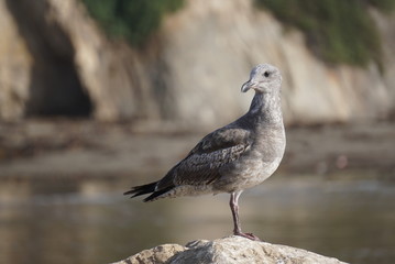 Seagull at Beach