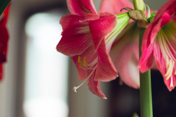 large pink blooming flower
