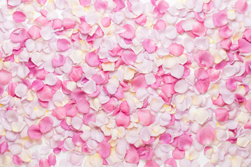 Pink rose flowers petals on white background. Flat lay, top view, copy space.