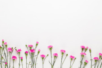 Pink carnation flowers on white background. Flat lay, top view, copy space.