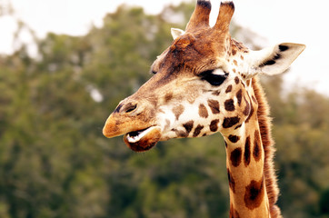 Head Portrait of a Giraffe (giraffa). 