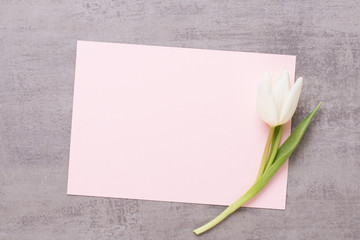 Fototapeta premium Spring greeting card, pink color tulips on the gray background.
