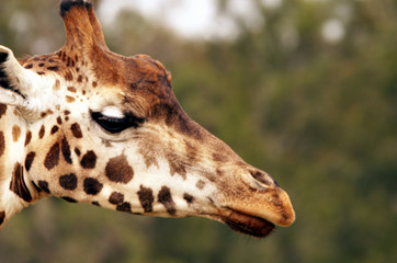 Head portrait of a Giraffe (giraffa)