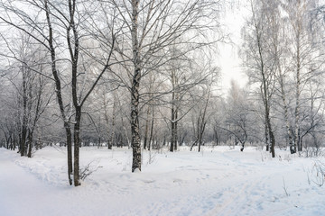 Fototapeta na wymiar Snowy tunnel among tree branches in parkland close up. Snowy white background with alley in grove. Path among winter trees with hoarfrost during snowfall. Fall of snow. Atmospheric winter landscape.