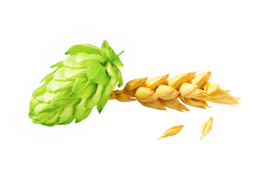 Natural ingredients for making beer isolated on white background.