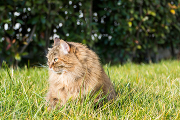 Naklejka na ściany i meble Siberian cat outdoor on the grass green, Female brown hair