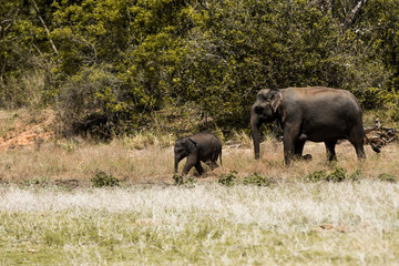 Fototapeta premium elephant herd of elephants