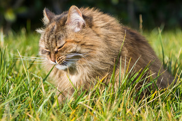 Siberian cat outdoor on the grass green, long haired nice pet