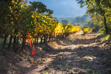 Vignes en automne