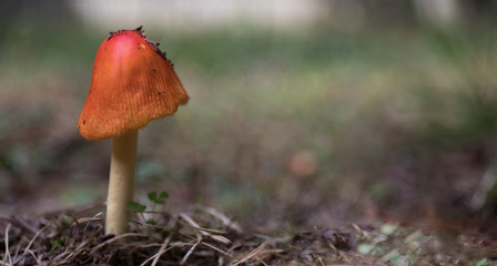 A ground level photo of an orange amanita mushroom with shallow depth of field.