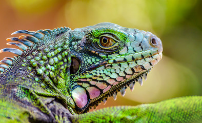Iguana verde en primer plano venezuela