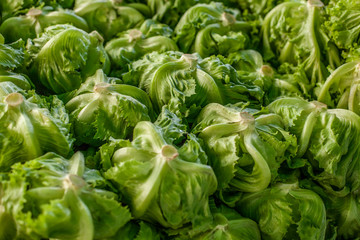 lettuce in the market