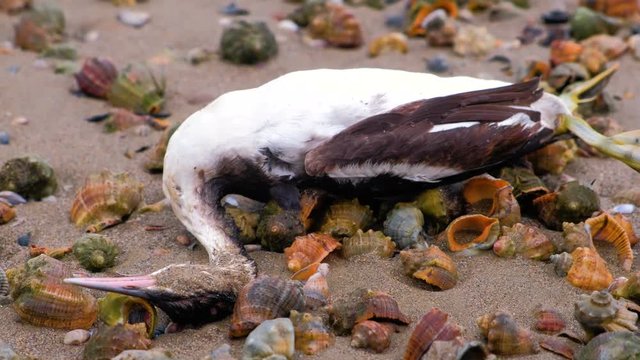 Dead bird among the rapan shells on the sandy sea beach after storm. Close-up view.