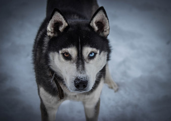 white, nature, snow, husky, winter, dog, portrait, run, animal, dogs, fun, purebred, color, background, closeup, brown, close-up, eyes, look, team, farm, competition, rest, resort, race