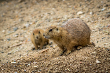 Close Up Nature Photo of Prairie Dogs Standing Beside a Hole at a Wildlife Preserve