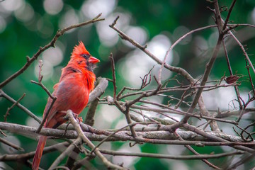Colorful, Close Up Nature Photo of a Red Cardinal Perching on a Tangled Branch - with a Raised Crest, and Trees and Other Branches in the Background, in a Forest in the Eastern Us