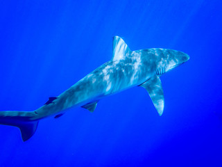 Underwater Photo of a Shark Swimming in the Ocean - with Rays of Sunlight Shining Down from Above in the Caribbean