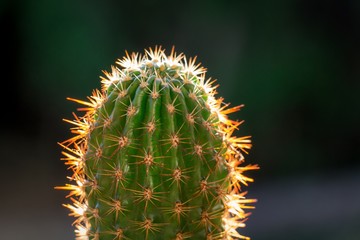 Close Up Photo of a Small Green Cactus at Sunset - with Rays of Sunlight Shining on the Needles 