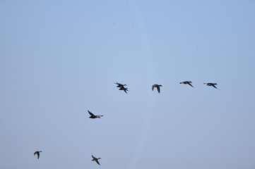 The birds of the sea