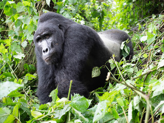 Silverback in Uganda