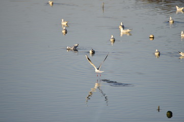 The birds of the sea