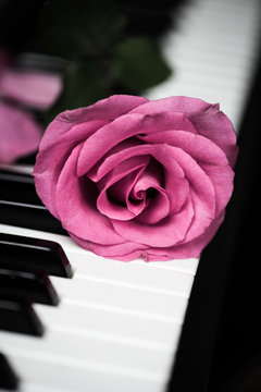 Pink Rose on the Keys of a Piano
