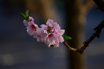 In full bloom in the peach blossom
