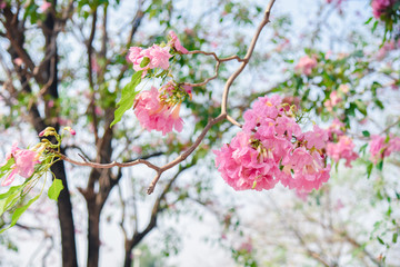 Pink flower Chompoo Pantip blossom in Thailand  , Thai sakura with sweet background , Background