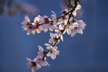 In full bloom in the peach blossom