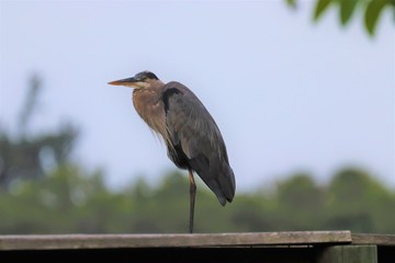 great blue heron