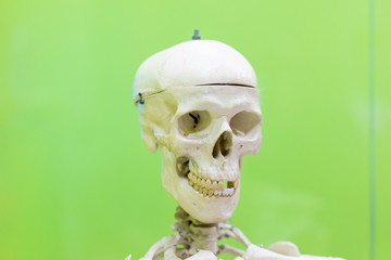 white dummy of a human skull