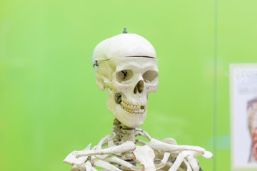 training model of a human skull on a green background