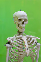 dummy of a training human skull on a green background