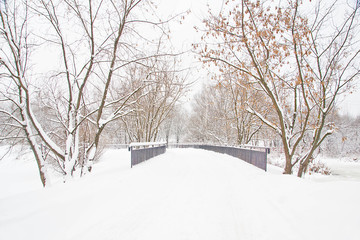 trees and bridge in the park in winter