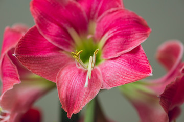 Naklejka premium large pink blooming flower