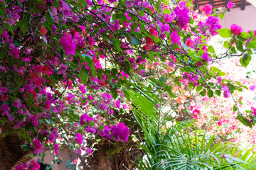 flowers in the garden